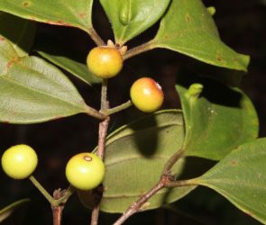 Rhodamnia zombi Fruit