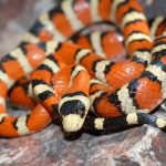 Small Arizona Mountain Kingsnake