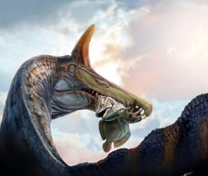 Spinosaurus mirabilis Eating Coelacanth