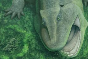 Bizarro salamander ancestor was an evolutionary oddball