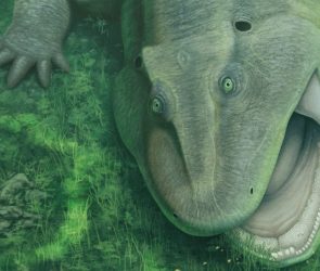 Bizarro salamander ancestor was an evolutionary oddball