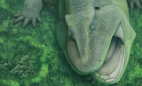 Bizarro salamander ancestor was an evolutionary oddball