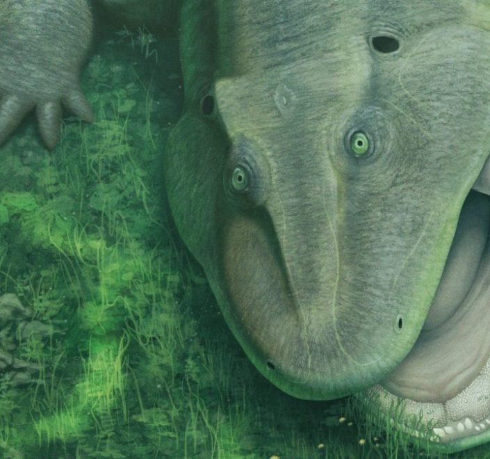 Bizarro salamander ancestor was an evolutionary oddball