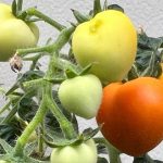 Tomato Plants Exposed to Psychoactive Pharmaceuticals