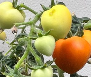 Tomato Plants Exposed to Psychoactive Pharmaceuticals