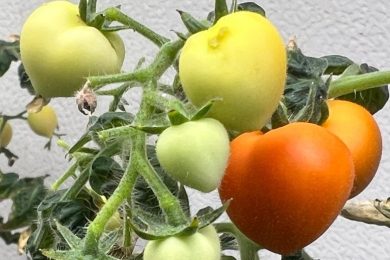 Tomato Plants Exposed to Psychoactive Pharmaceuticals