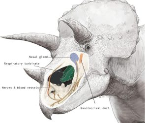 Triceratops Nasal Cavity