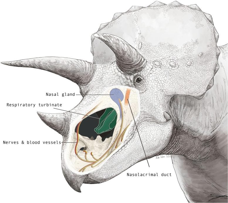 Triceratops Nasal Cavity
