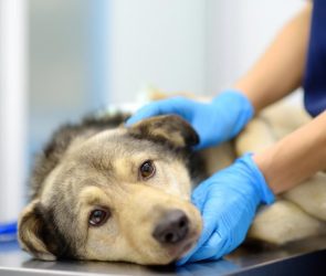 Veterinarian Examines Large Dog
