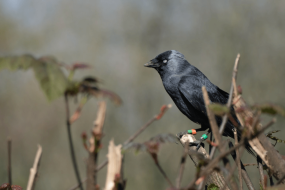 These birds listen to their parents to avoid being eaten