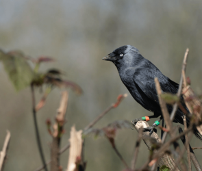 These birds listen to their parents to avoid being eaten