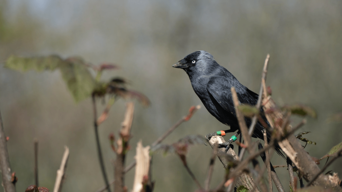 These birds listen to their parents to avoid being eaten