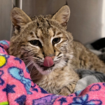 Wild bobcat making remarkable recovery after getting hit by car