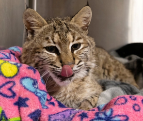 Wild bobcat making remarkable recovery after getting hit by car