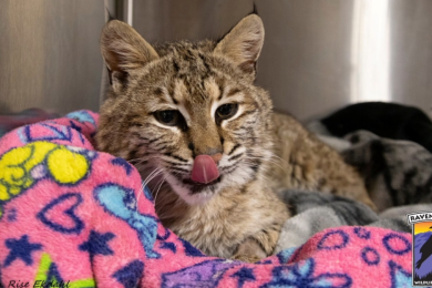 Wild bobcat making remarkable recovery after getting hit by car