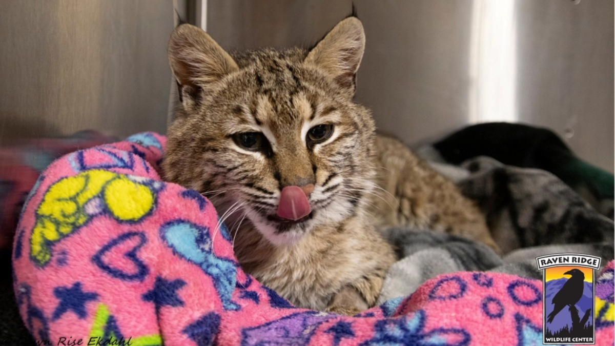 Wild bobcat making remarkable recovery after getting hit by car