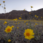 Best superbloom since 2016 fills Death Valley with wildflowers