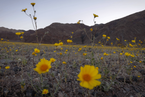 Best superbloom since 2016 fills Death Valley with wildflowers