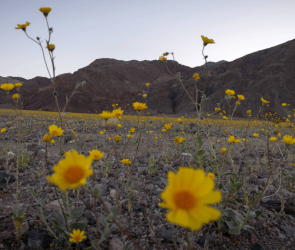 Best superbloom since 2016 fills Death Valley with wildflowers