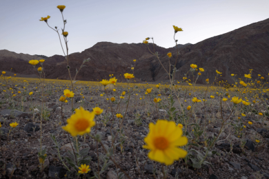 Best superbloom since 2016 fills Death Valley with wildflowers