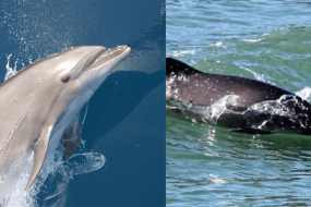 Florida can't decide if its official saltwater mammal is a dolphin or a porpoise