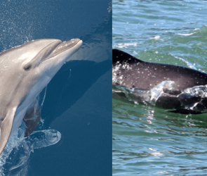 Florida can't decide if its official saltwater mammal is a dolphin or a porpoise