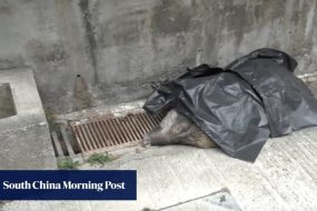 Wild boar bites hiker, tumbles to its death down flight of stairs in village