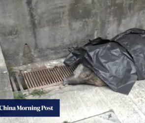 Wild boar bites hiker, tumbles to its death down flight of stairs in village