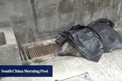 Wild boar bites hiker, tumbles to its death down flight of stairs in village