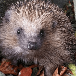 Scientists suggest modifying cars to hit fewer hedgehogs