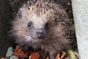 Scientists suggest modifying cars to hit fewer hedgehogs