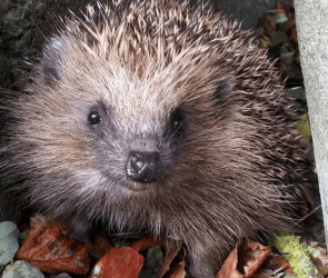 Scientists suggest modifying cars to hit fewer hedgehogs