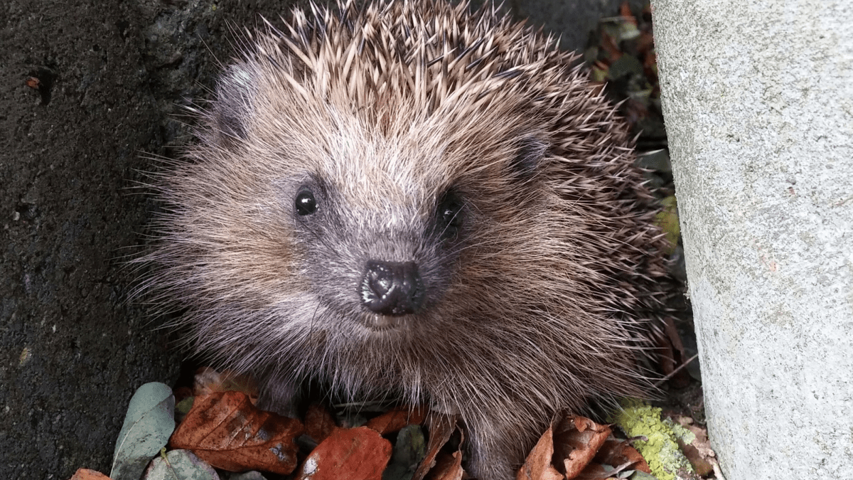 Scientists suggest modifying cars to hit fewer hedgehogs