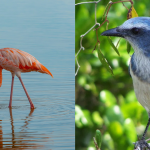 Florida finally makes the flamingo its state bird