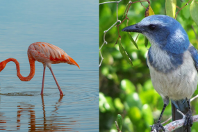 Florida finally makes the flamingo its state bird
