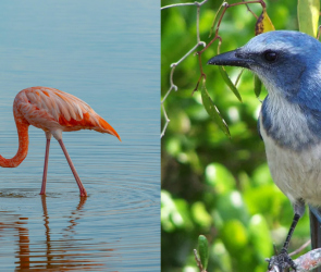 Florida finally makes the flamingo its state bird
