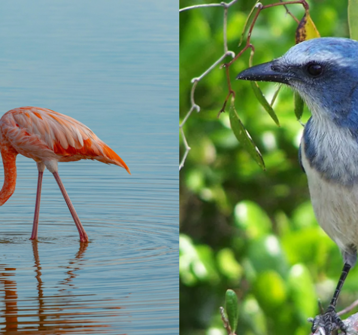Florida finally makes the flamingo its state bird