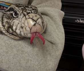 Frostbitten lizard found in Rhode Island is healing