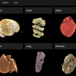 Explore the human body in stunning, 3D detail with a new online tool