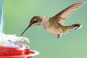 How to attract hummingbirds to your yard 