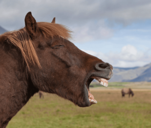 Horse whinnies are weirder than they sound