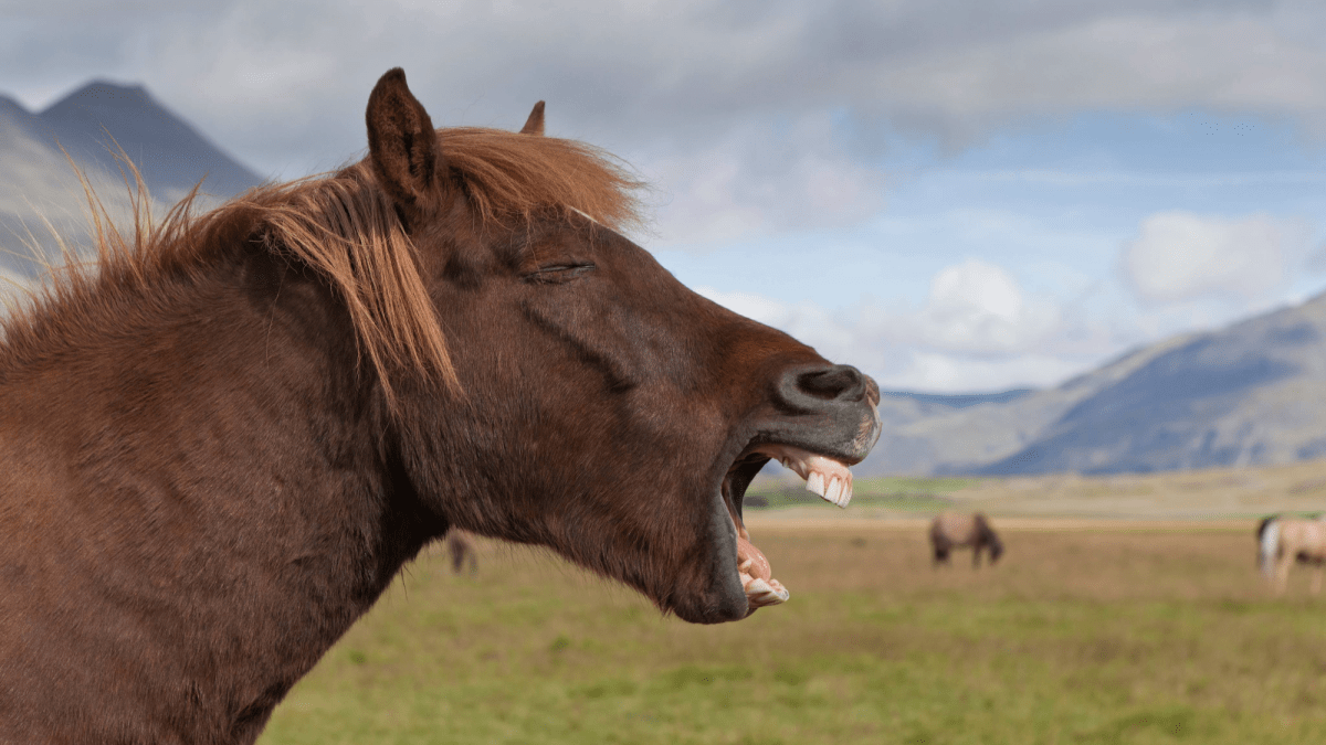 Horse whinnies are weirder than they sound