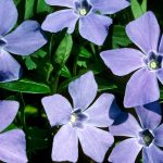 Periwinkle is making self-hosted social media on Bluesky's AT Protocol even easier