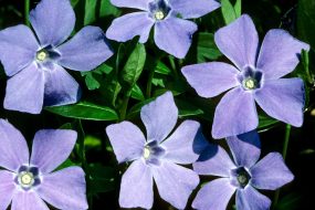 Periwinkle is making self-hosted social media on Bluesky's AT Protocol even easier