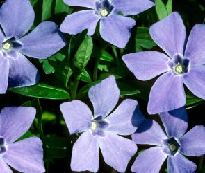 Periwinkle is making self-hosted social media on Bluesky's AT Protocol even easier