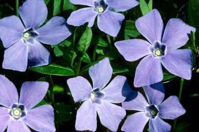 Periwinkle is making self-hosted social media on Bluesky's AT Protocol even easier