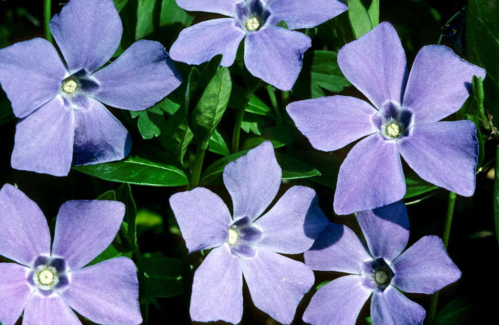 Periwinkle is making self-hosted social media on Bluesky's AT Protocol even easier