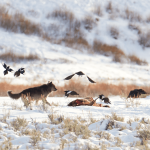 Yellowstone's ravens may memorize wolf hunting hotspots—to feast