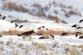 Yellowstone's ravens may memorize wolf hunting hotspots—to feast