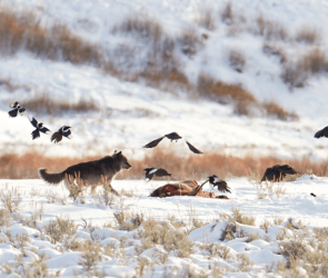 Yellowstone's ravens may memorize wolf hunting hotspots—to feast
